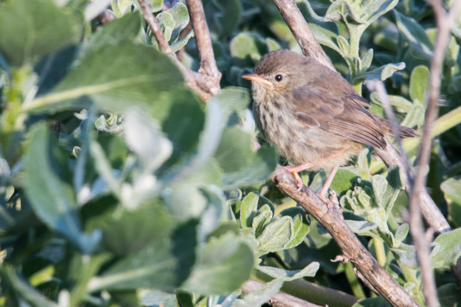 Prinia du Karoo juvénile (Karoo prinia, Prinia maculosa)